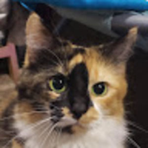 Meet your Posher, Ashleigh